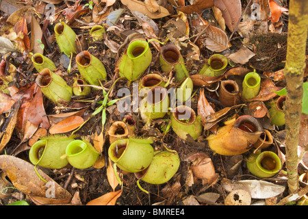 Pianta brocca Nepenthes ampullaria Foto Stock