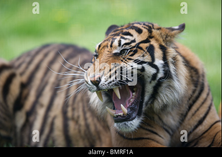 La tigre di Sumatra ruggito, ringhiando e sibili Foto Stock