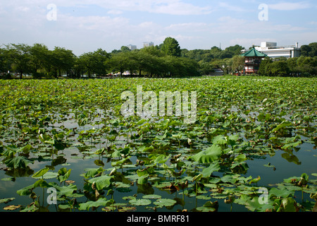 Shinobazu stagno nel Parco di Ueno, Tokyo Foto Stock