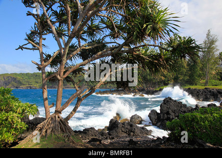 Keanae Penisola, Hana Costa, Maui, Hawaii Foto Stock