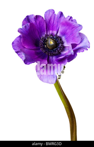 Nero e viola Anemone isolato su uno sfondo bianco Foto Stock