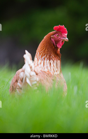 A Rhode Island red hen ibrido di pollo (Gallus gallus domesticus) in una fattoria in Lincolnshire, Inghilterra Foto Stock