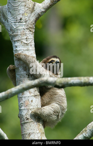Il bradipo, Bradypus variegatus, nei 265 ettari della foresta pluviale del Parco Metropolitano, Città di Panama, Repubblica di Panama. Foto Stock