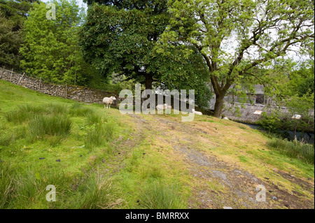 Pecore al pascolo in un campo nelle colline sopra il lago Windermere, Lake District Foto Stock