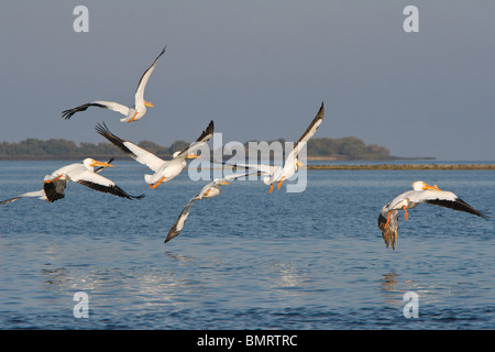 Sette pellicani bianchi battenti vicino all'acqua con riflessioni sulla superficie Foto Stock