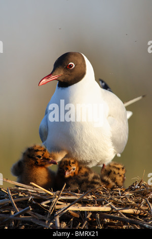 A testa nera (gabbiano Larus ridibundus) e i suoi pulcini. Primavera 2010 Foto Stock