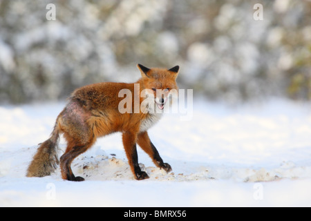 Red Fox colpite da gestire; pelliccia-perdita è evidente sulla groppa e coda Foto Stock