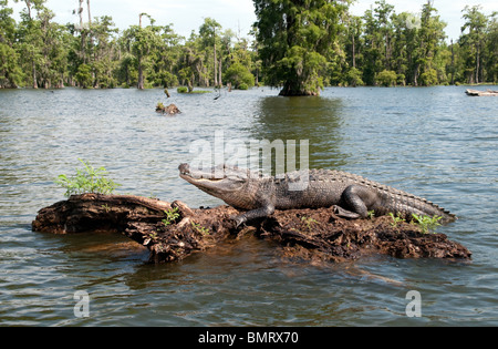 Un adulto selvatico coccodrillo americano sulla superficie di una palude nel Atchafalaya National Wildlife Refuge, nel sud della Louisiana, Stati Uniti. Foto Stock