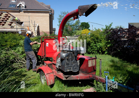 Tree chirurgo utilizzando cippatrice sui rami di abbattere alberi. Foto Stock