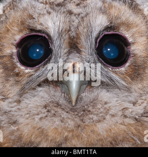 Un giovane Allocco (Strix aluco ) chick chiudere fino a circa un mese fa nel Regno Unito Foto Stock