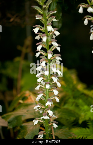 Bear's calzoncini, Mjukakantus (mollis acanto) Foto Stock