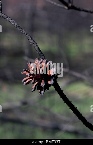 Appena masterizzato Jack coni di Pino Pinus banksiana Northern Michigan STATI UNITI Foto Stock