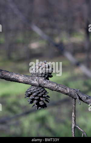 Appena masterizzato Jack coni di Pino Pinus banksiana Northern Michigan STATI UNITI Foto Stock