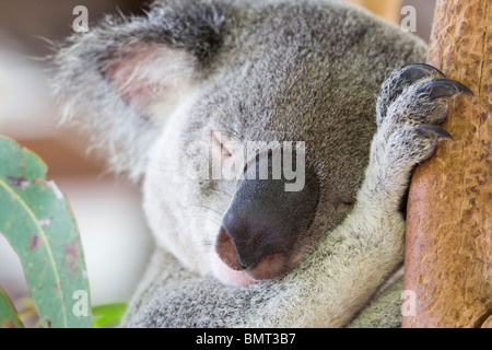 Captive Koala Phascolarctos cinereus sleeping Australia Foto Stock