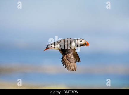 I puffini in volo - Atlantic puffin Fratercula arctica volare in un cielo chiaro Foto Stock