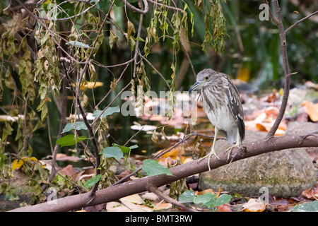 Indian Pond Heron Foto Stock