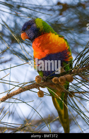 Rainbow Lorikeet Trichoglossus haematodus appollaiato in un albero Australia Foto Stock