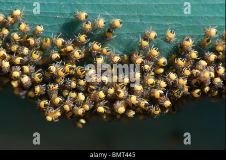 Araneus diadematus. Giovani croce orbweaver ragni macro Foto Stock