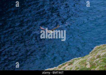 Un puffin volare con il cicerello nel suo becco. Foto Stock