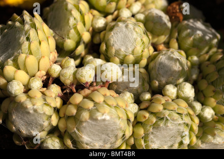 Ragnatela Casa-porro, Spindelvävstaklök (Sempervivum arachnoideum) Foto Stock