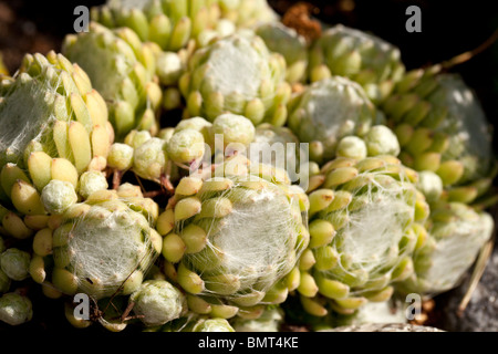 Ragnatela Casa-porro, Spindelvävstaklök (Sempervivum arachnoideum) Foto Stock