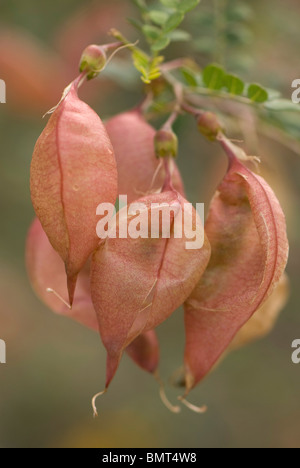 La vescica Senna, Colutea arborescens, in Olvera, la provincia di Cadiz Cadice, Andalusia, Spagna Foto Stock