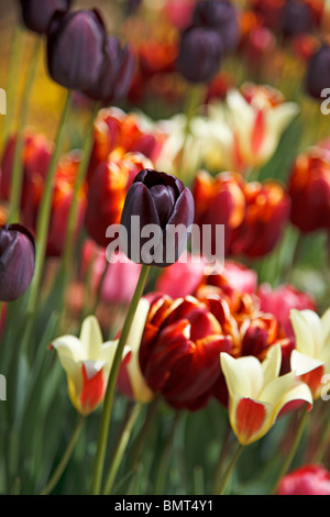 Tulipani misti compresi "Tulipa Regina della Notte' Foto Stock