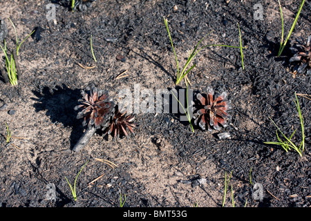 Appena masterizzato Jack coni di Pino Pinus banksiana Northern Michigan STATI UNITI Foto Stock