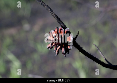 Appena masterizzato Jack coni di Pino Pinus banksiana Northern Michigan STATI UNITI Foto Stock