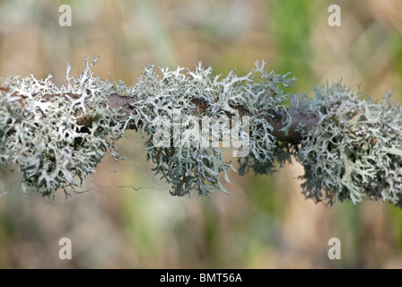 Licheni delle renne (Cladonia rangiferina) crescente su albero Foto Stock