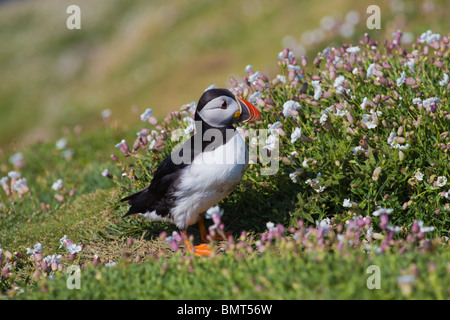 Puffin sull isola Skomer Pembrokeshire, Galles circondata dal mare campion i fiori Foto Stock