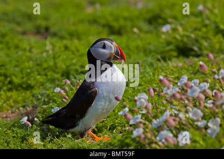 Puffin sull isola Skomer Pembrokeshire, Galles circondata dal mare campion i fiori Foto Stock