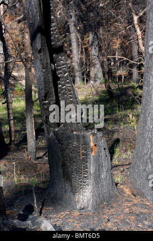 Appena masterizzato Jack foresta di pini Pinus banksiana Northern Michigan STATI UNITI Foto Stock