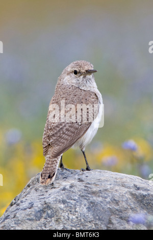 Dello scricciolo di roccia Foto Stock