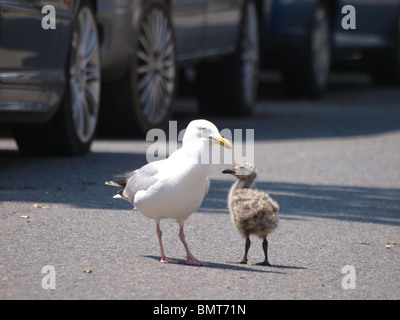 Aringa gabbiano, Larus argentatus con pulcino in Road, Newquay, Cornwall Foto Stock