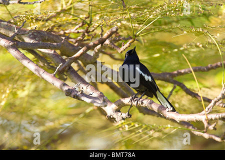 Oriental Magpie Robin Copsychus saularis arroccato nella struttura ad albero, Sabah Borneo Malese. Foto Stock