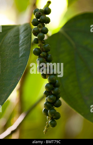 Ancora verde pepe nero su pepper vine. Foto Stock