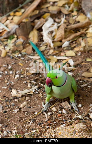 Un maschio anello indiano a collo di parrocchetto (Psittacula krameri manillensis) alimentazione su dadi e grani. Foto Stock