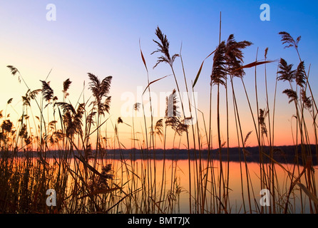 Willmar, Minnesota, Stati Uniti d'America;; erba alta lungo il litorale al tramonto Foto Stock