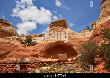 Avvisatore acustico a sella rovina in scogliera alcova lungo la sabbia Canyon Trail, canyon degli antichi monumento nazionale, nei pressi di Cortez, Colorado, STATI UNITI D'AMERICA Foto Stock