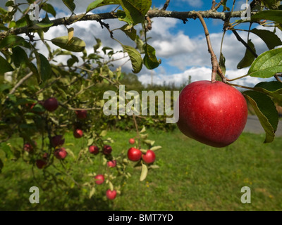 Diverse le mele rosse appese sull'albero. La messa a fuoco in primo piano. Foto Stock