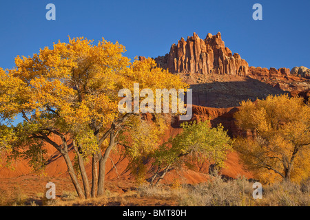 Pioppi neri americani tree con golden Colore di autunno ed il castello di risalita in background a Capitol Reef National Park nello Utah, Stati Uniti d'America Foto Stock