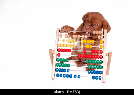 Cucciolo è imparare a contare con Abacus Foto Stock