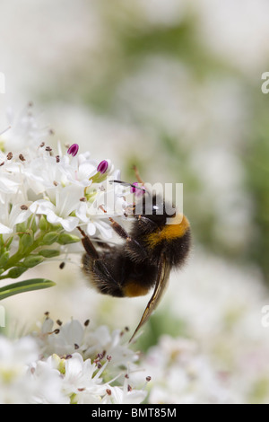 Buff tailed Bumble Bee Bombus terrestris nectaring su una boccola di Hebe, Great Malvern, Worcestershire, Regno Unito. Foto Stock
