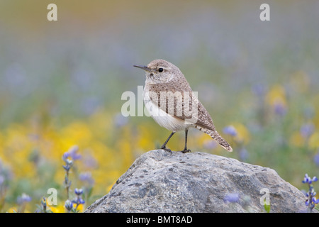 Dello scricciolo di roccia Foto Stock