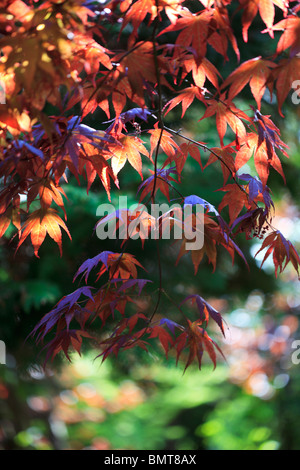 La primavera è arrivata! Pezzata luce sul nuovo vibrante foglie di Acer Palmatum Foto Stock