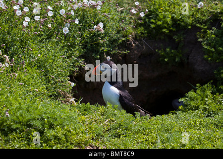 Emergenti dei puffini fro le sue tane di nesting Foto Stock