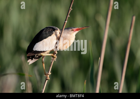 Tarabusino, Ixobrychus minutus, singolo maschio su reed, Bulgaria, Maggio 2010 Foto Stock