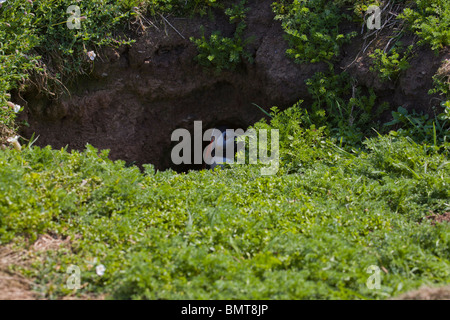 Un puffin seduto in entrata di un nido burrow sull isola Skomer Pembrokeshire nel Galles, Foto Stock