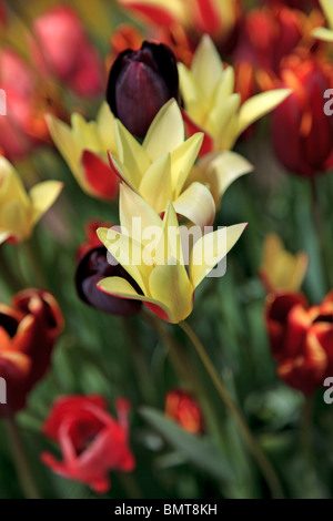 Tulipani misti compresi "Tulipa Regina della Notte' Foto Stock